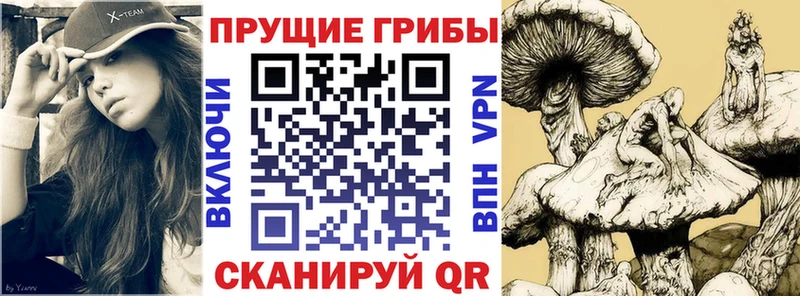 хочу   kraken сайт  Галлюциногенные грибы Cubensis  Шатура 